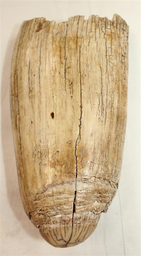 A 17th century carved whales tooth scrimshaw, 5.5in.